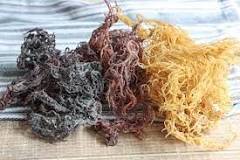 2.	Gold Sea Moss: The golden variety of sea moss is prized for its high mineral content, including calcium, magnesium, and potassium. 