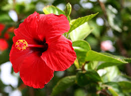 HIBISCUS- YELLOW DOCK DETOX CLEANSE