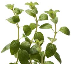 Oil of Oregano Salve with Sarsaparilla