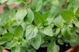 OIL OF OREGANO ORGANIC