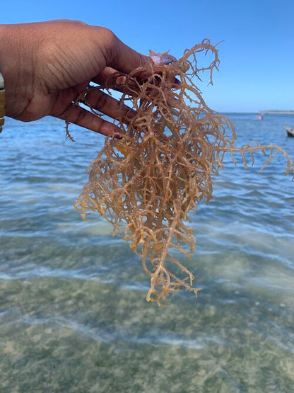 Premium Sea Moss